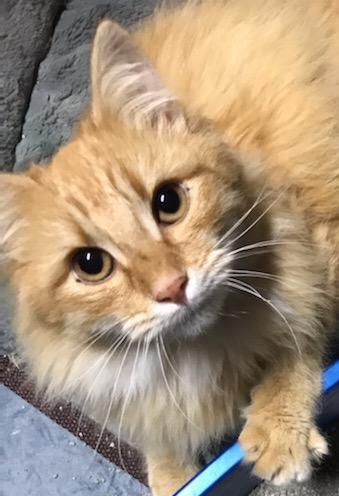 Enlarge DILBERT , a ADOPTABLE mixed breed in Elgin, SC image 2/5