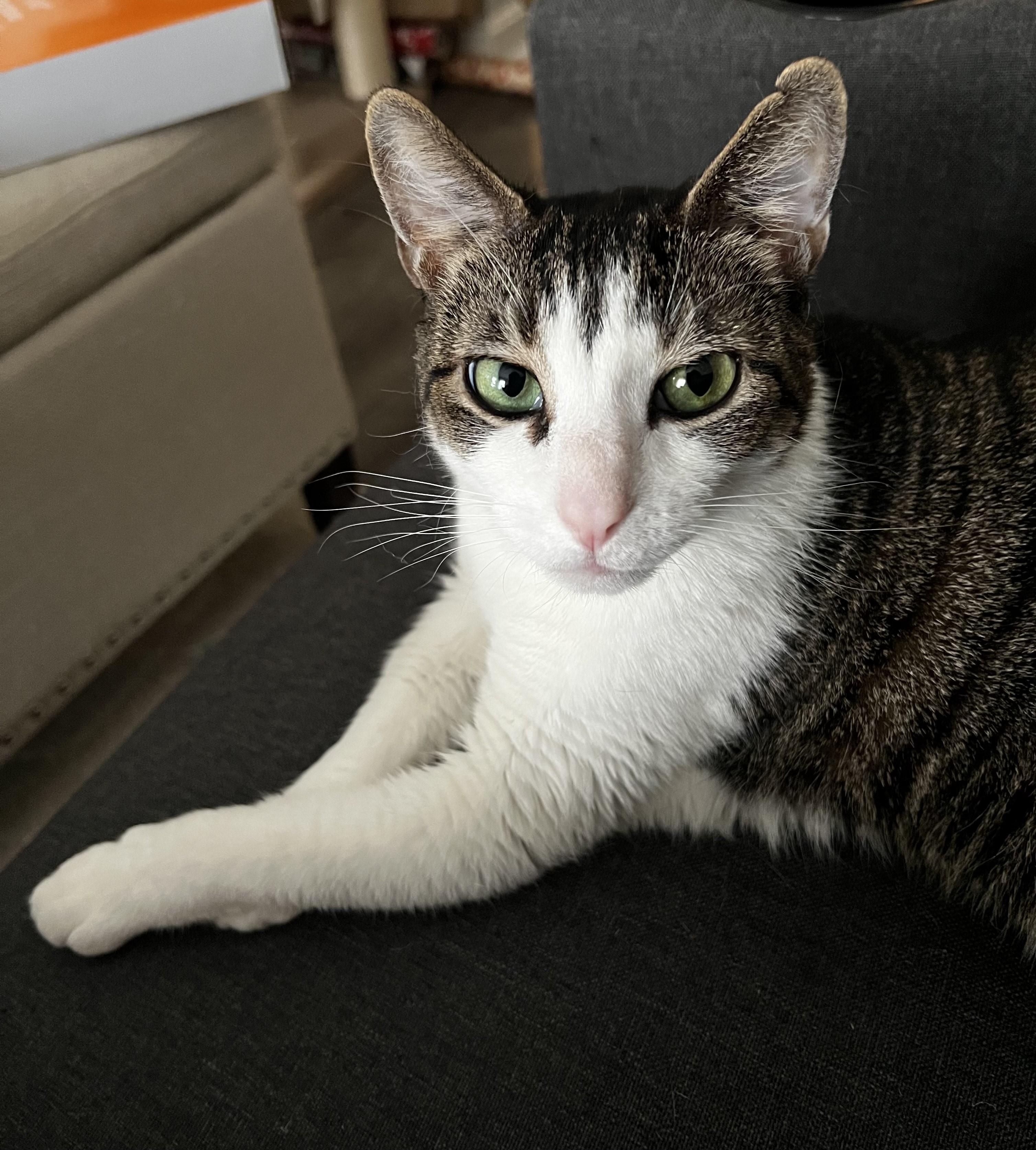 Enlarge Octavia-Gentle Love Bug, a Adoptable Domestic Short Hair in Laurel, MD image 4/5