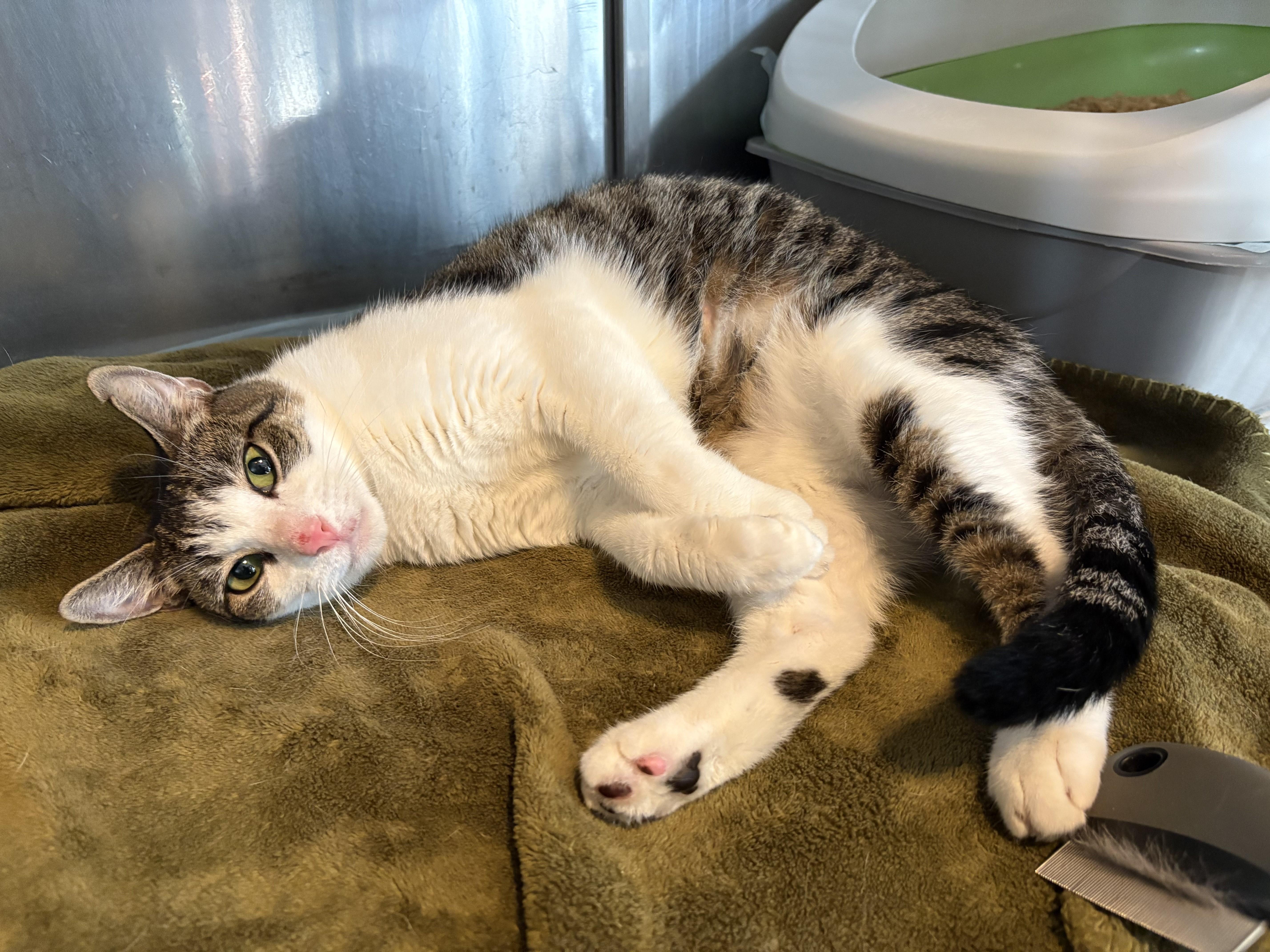 Enlarge Octavia-Gentle Love Bug, a Adoptable Domestic Short Hair in Laurel, MD image 5/5