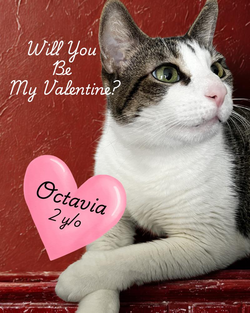 Octavia-Gentle Love Bug, Adoptable, Young Female Domestic Short Hair.