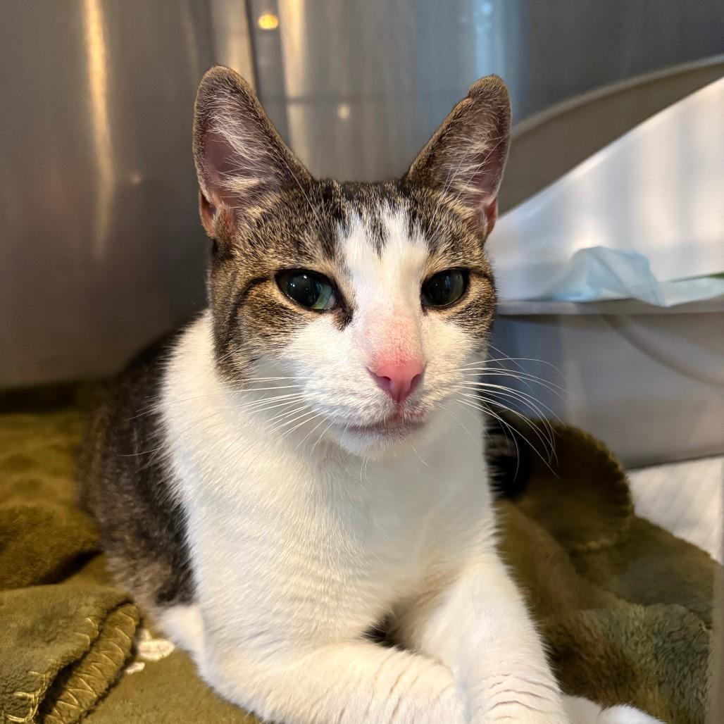 Enlarge Octavia-Gentle Love Bug, a Adoptable Domestic Short Hair in Laurel, MD image 3/5