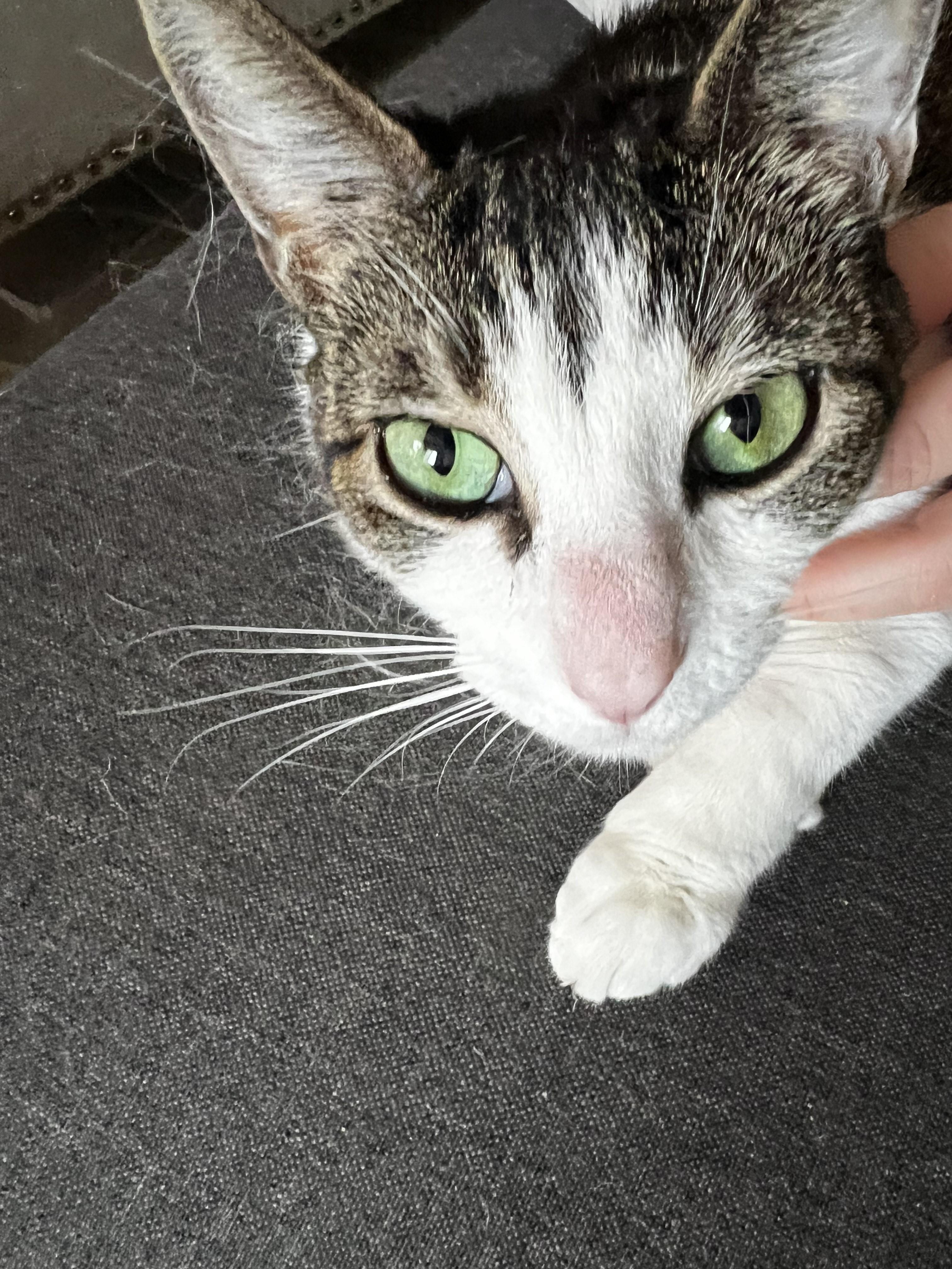 Enlarge Octavia-Gentle Love Bug, a Adoptable Domestic Short Hair in Laurel, MD image 2/5