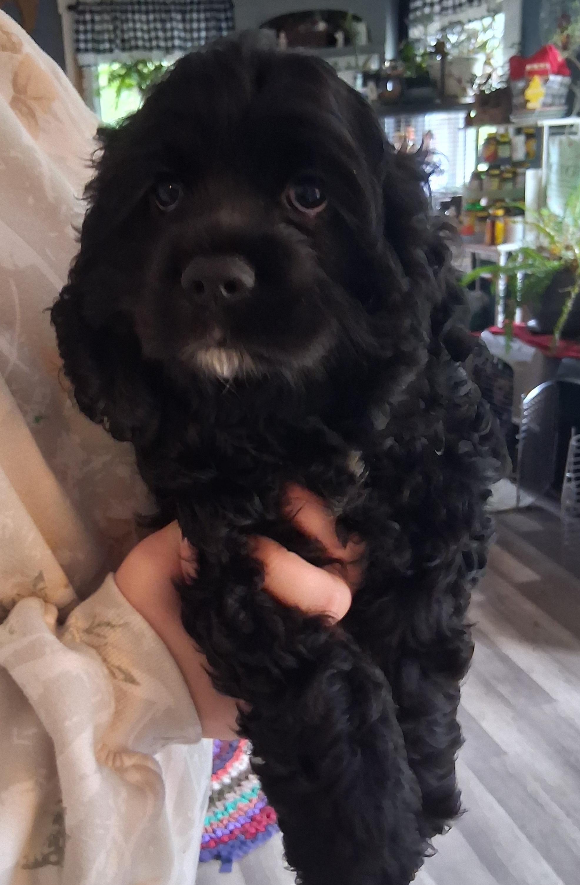 Bella, Adopted, Puppy Female Cocker Spaniel.