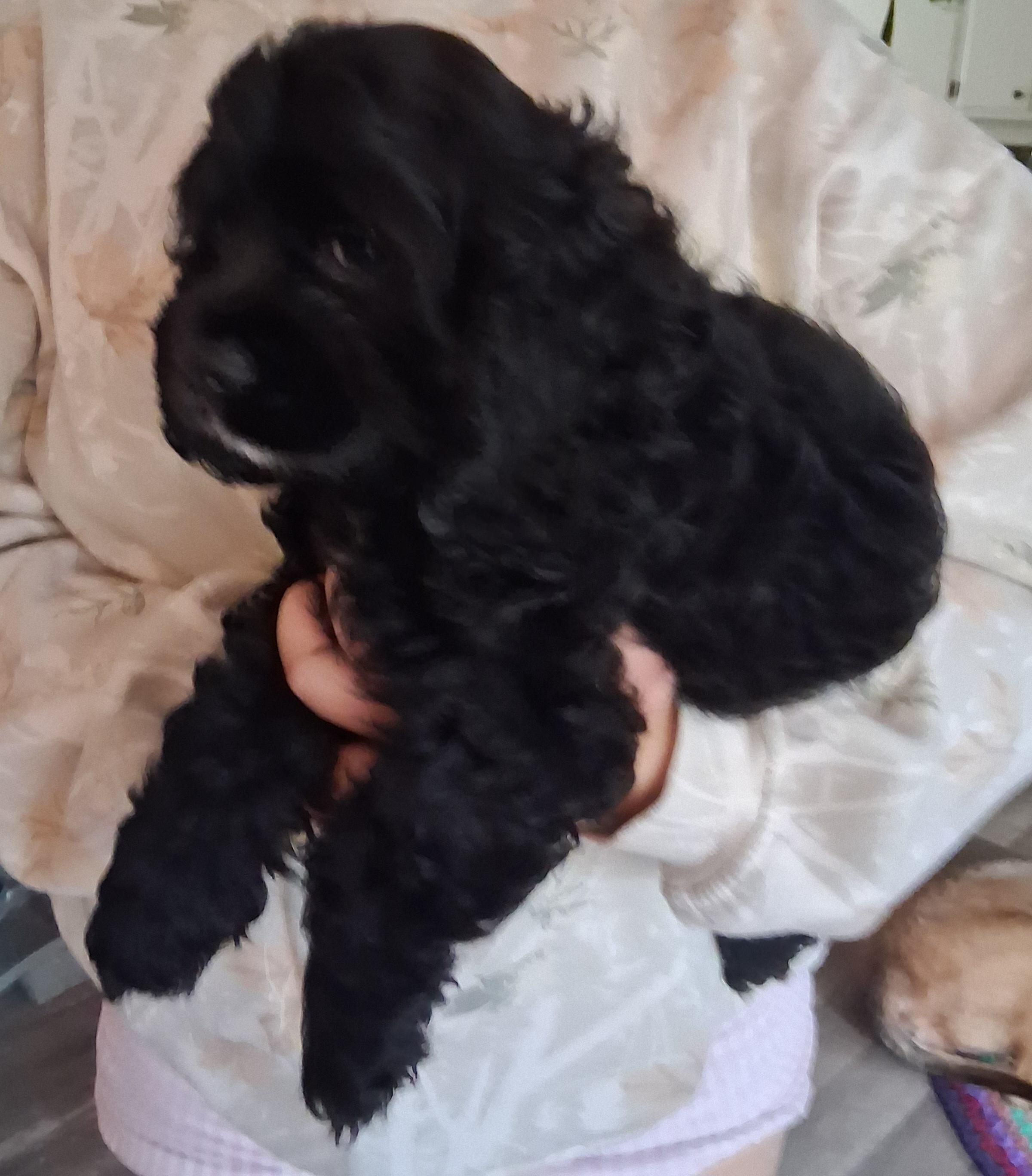 Enlarge Bella, a Adopted Cocker Spaniel in Fordland, MO image 2/3