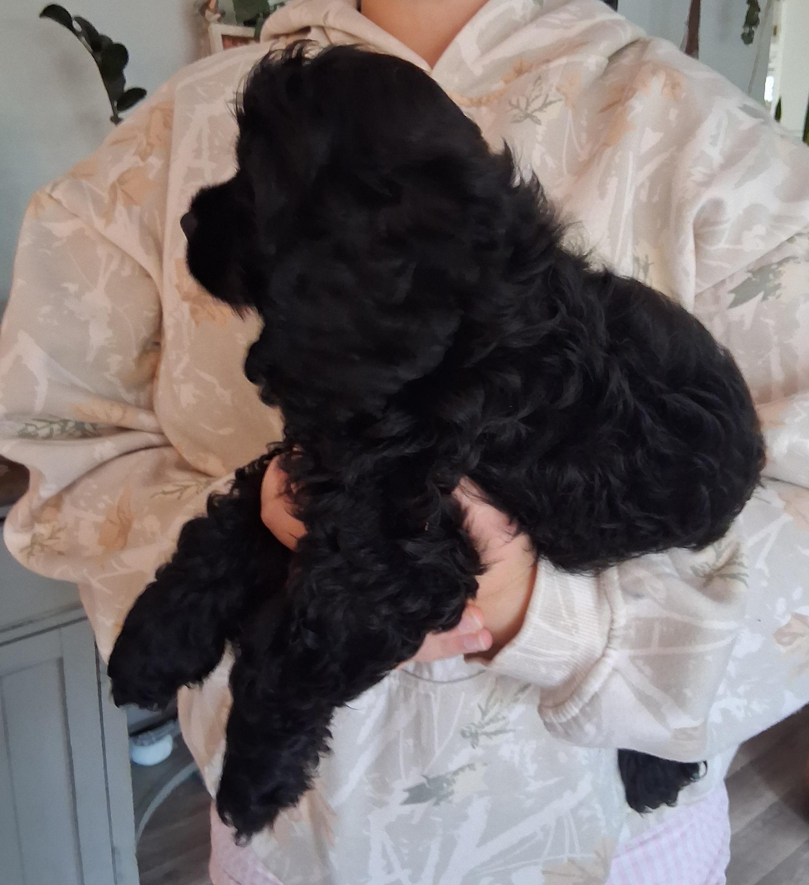 Enlarge Bella, a Adopted Cocker Spaniel in Fordland, MO image 3/3