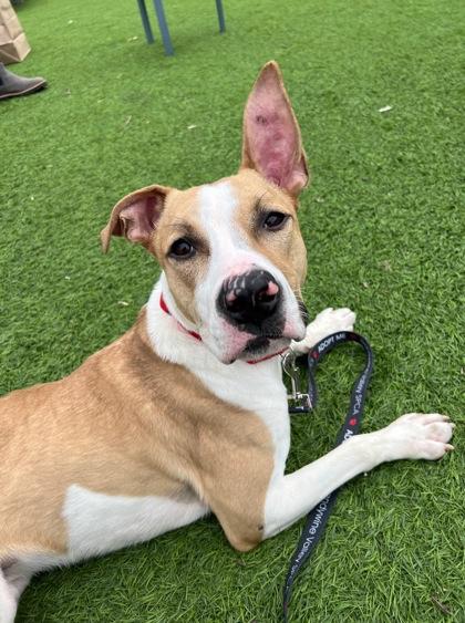 Rodney — thumbnail 2