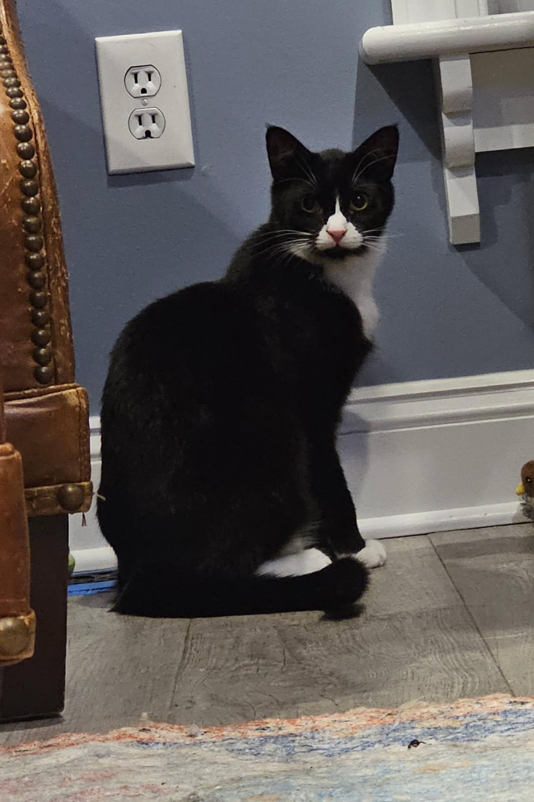 Felix, a Adoptable mixed breed in Chester, NJ image 1/3