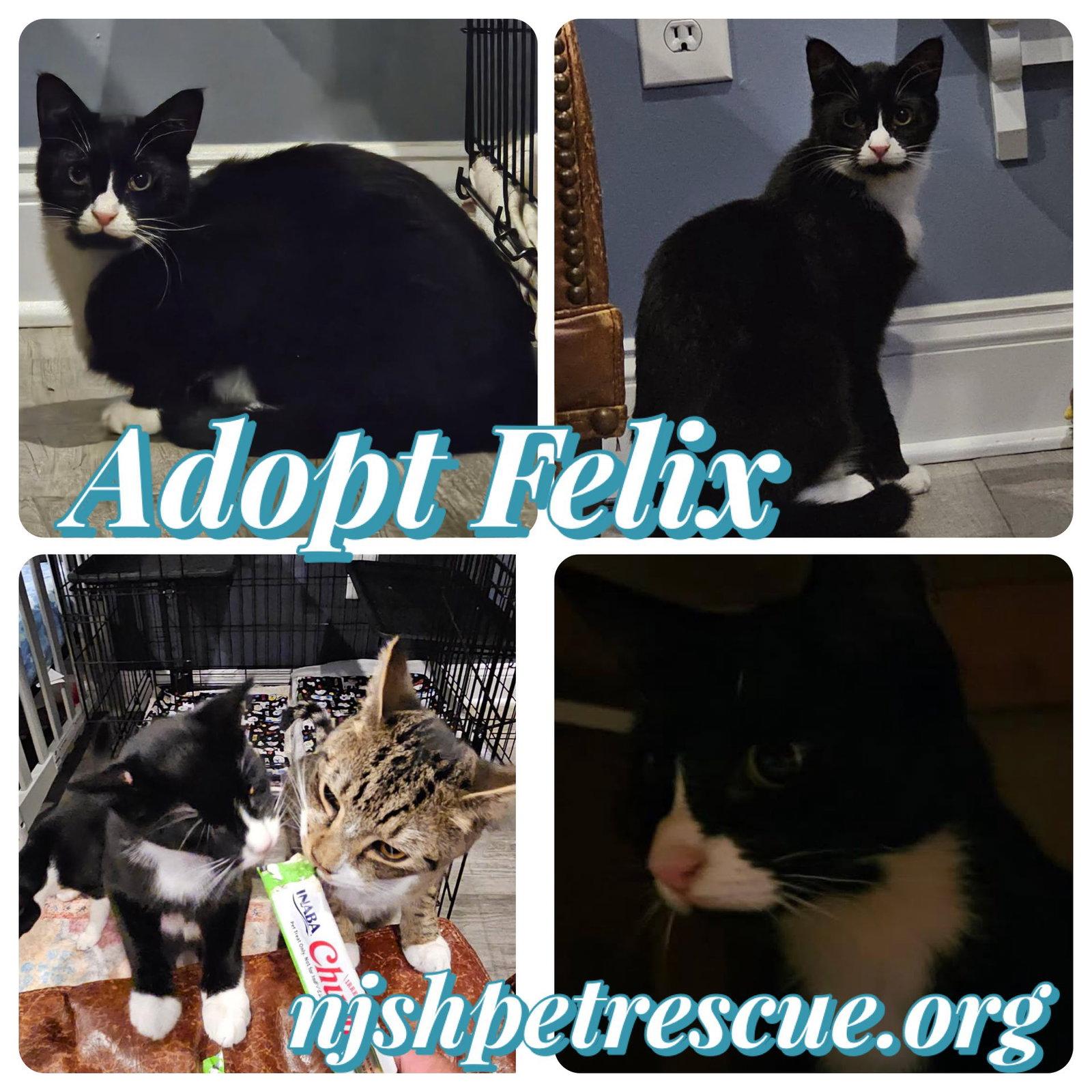 Felix, Adoptable, Young Male Tuxedo & Domestic Short Hair.