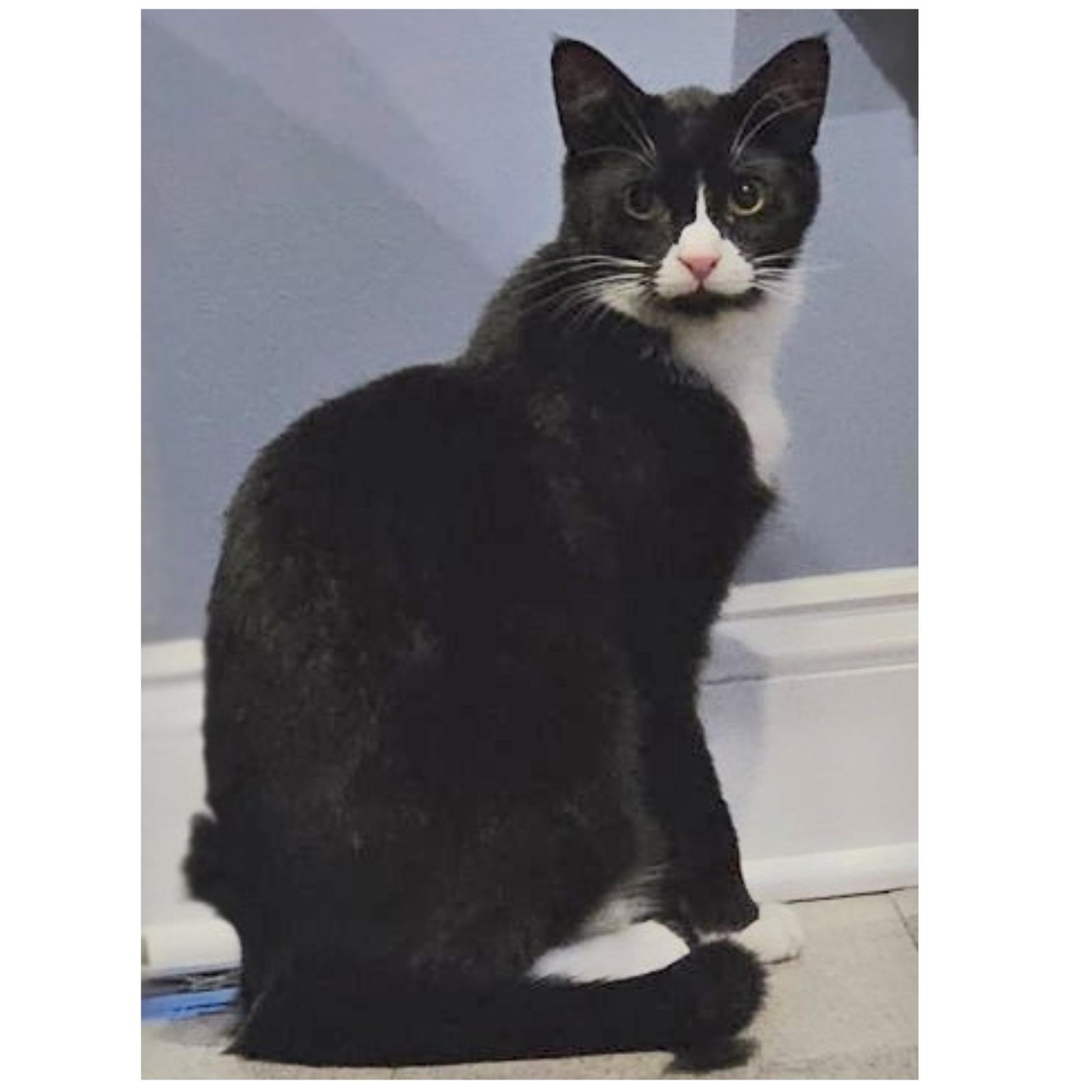 Enlarge Felix, a Adoptable mixed breed in Chester, NJ image 3/3