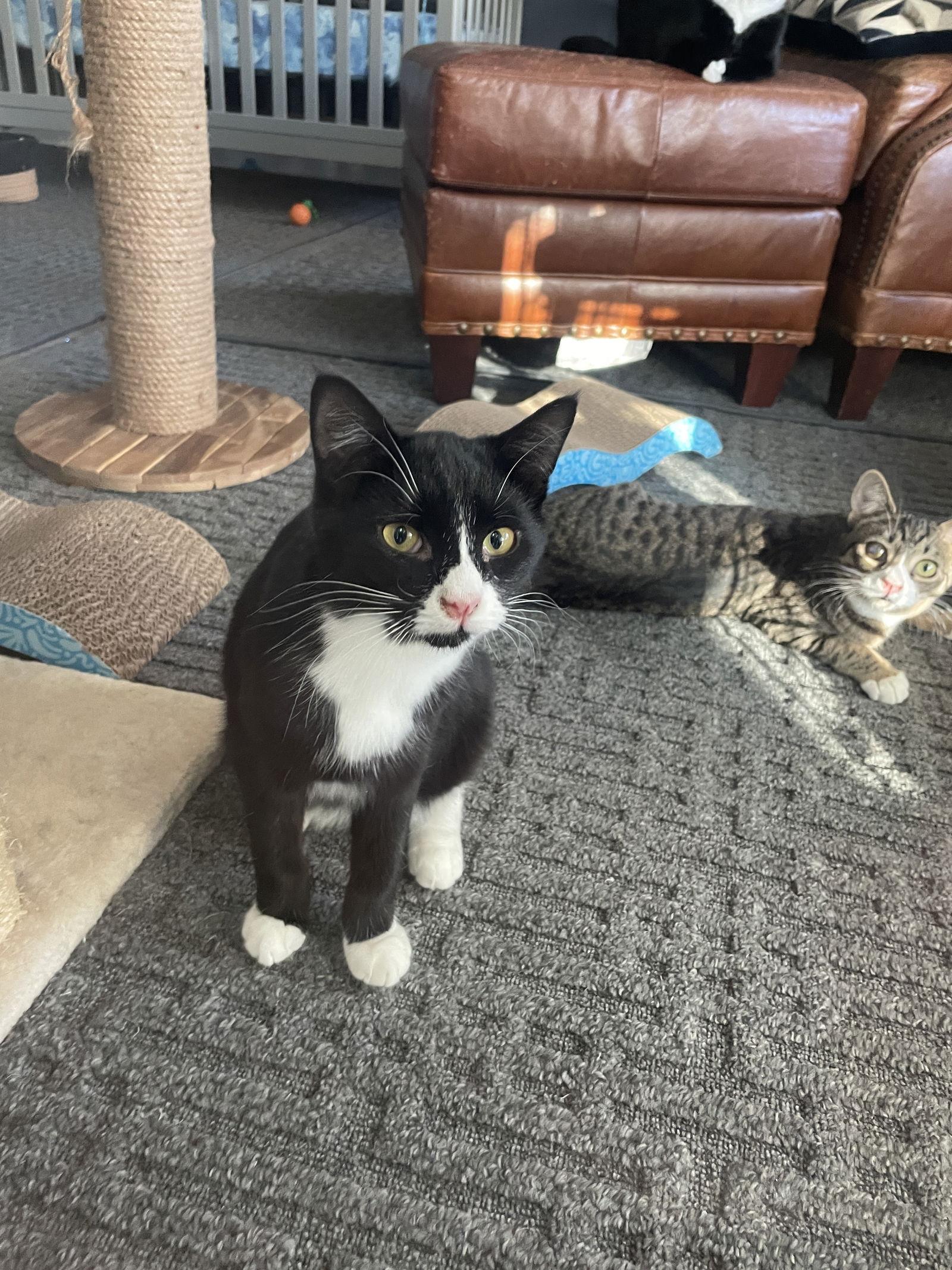 Enlarge Felix, a Adoptable mixed breed in Chester, NJ image 3/3