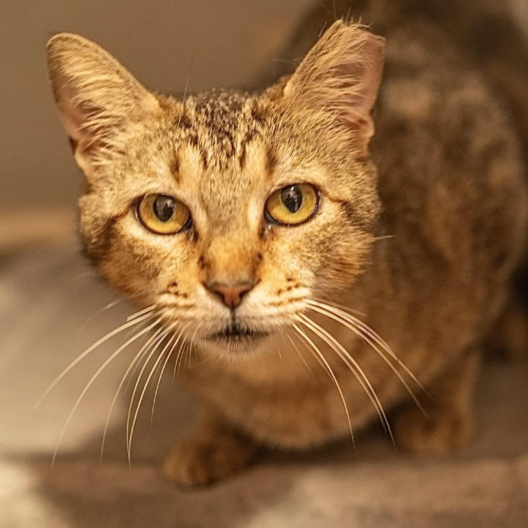 Vidia, Adoptable, Adult Female Domestic Short Hair.