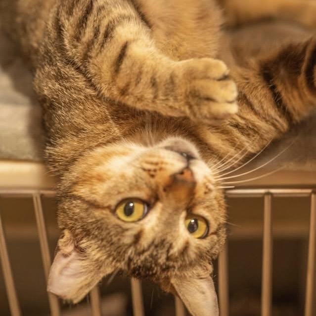 Enlarge Vidia, a Adoptable Domestic Short Hair in Decatur, GA image 2/6