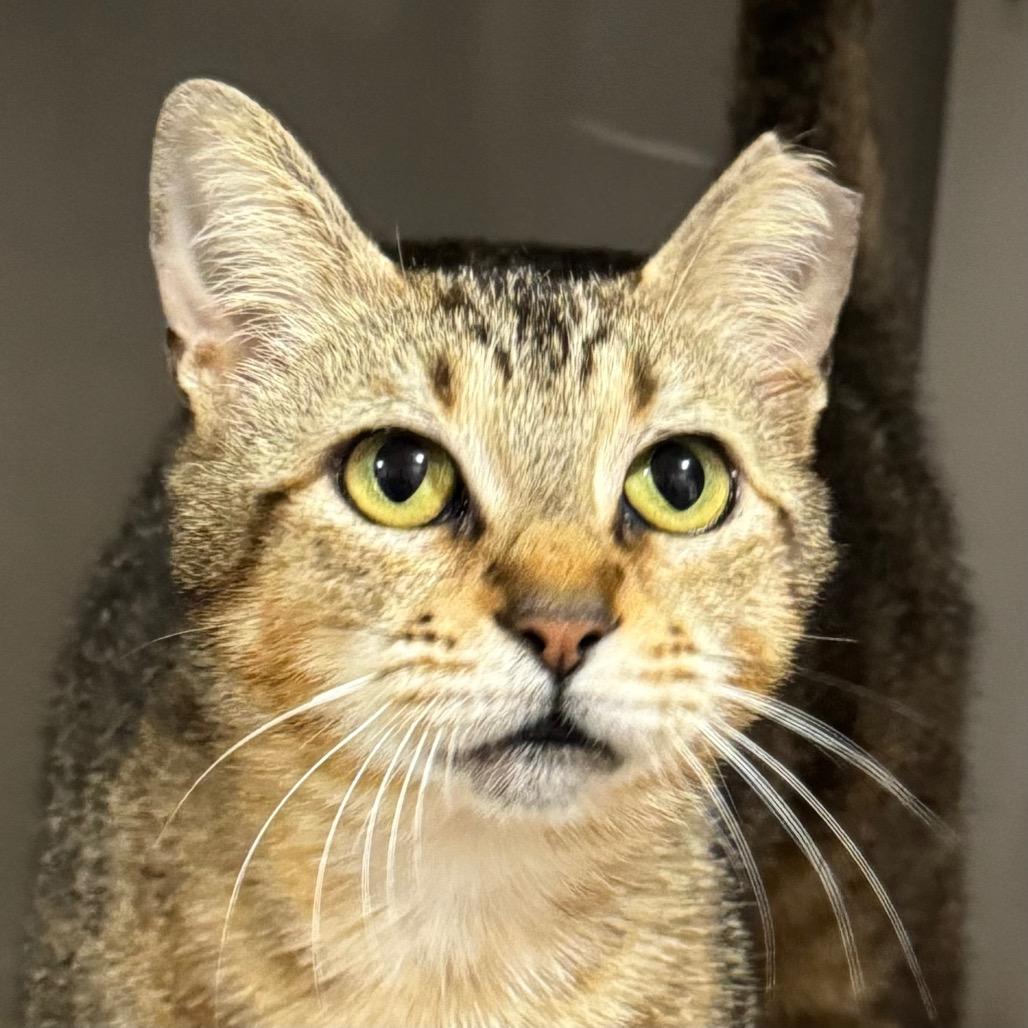 Enlarge Vidia, a Adoptable Domestic Short Hair in Decatur, GA image 3/6