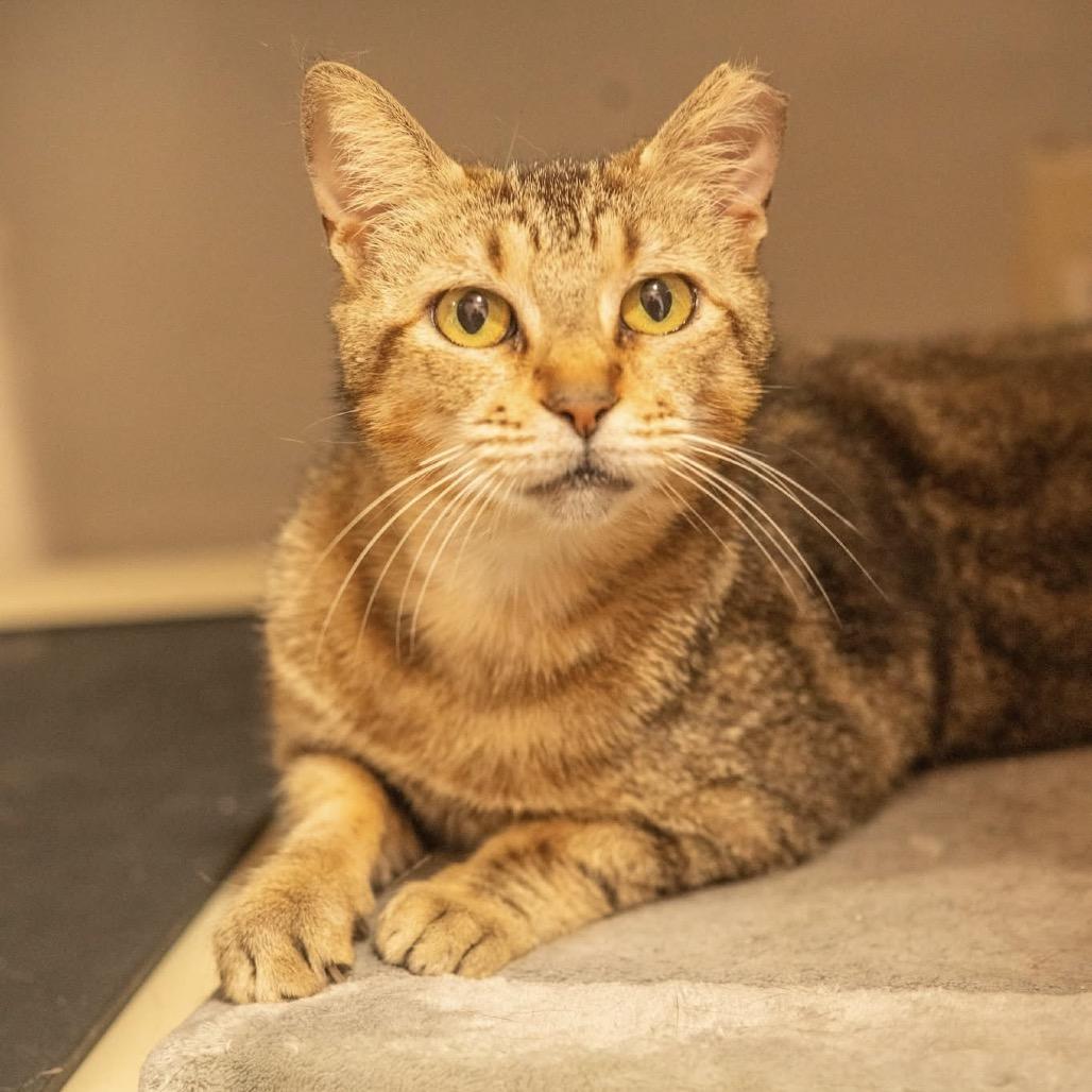 Enlarge Vidia, a Adoptable Domestic Short Hair in Decatur, GA image 4/6