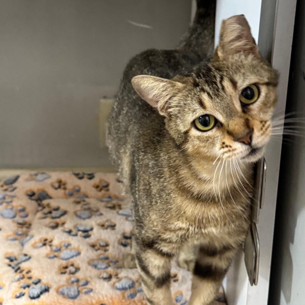 Enlarge Vidia, a Adoptable Domestic Short Hair in Decatur, GA image 5/6