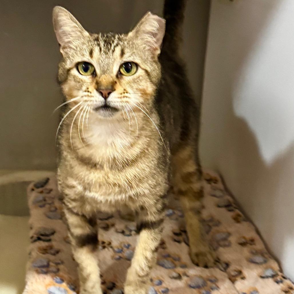 Enlarge Vidia, a Adoptable Domestic Short Hair in Decatur, GA image 6/6