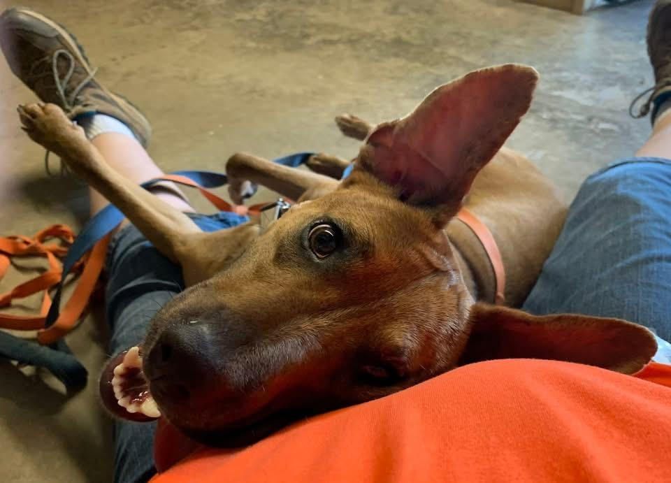 Enlarge Dash, a Adoptable mixed breed in Prairie Grove, AR image 1/5