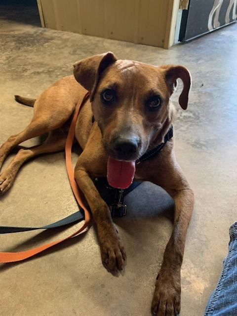 Enlarge Dash, a Adoptable mixed breed in Prairie Grove, AR image 2/5