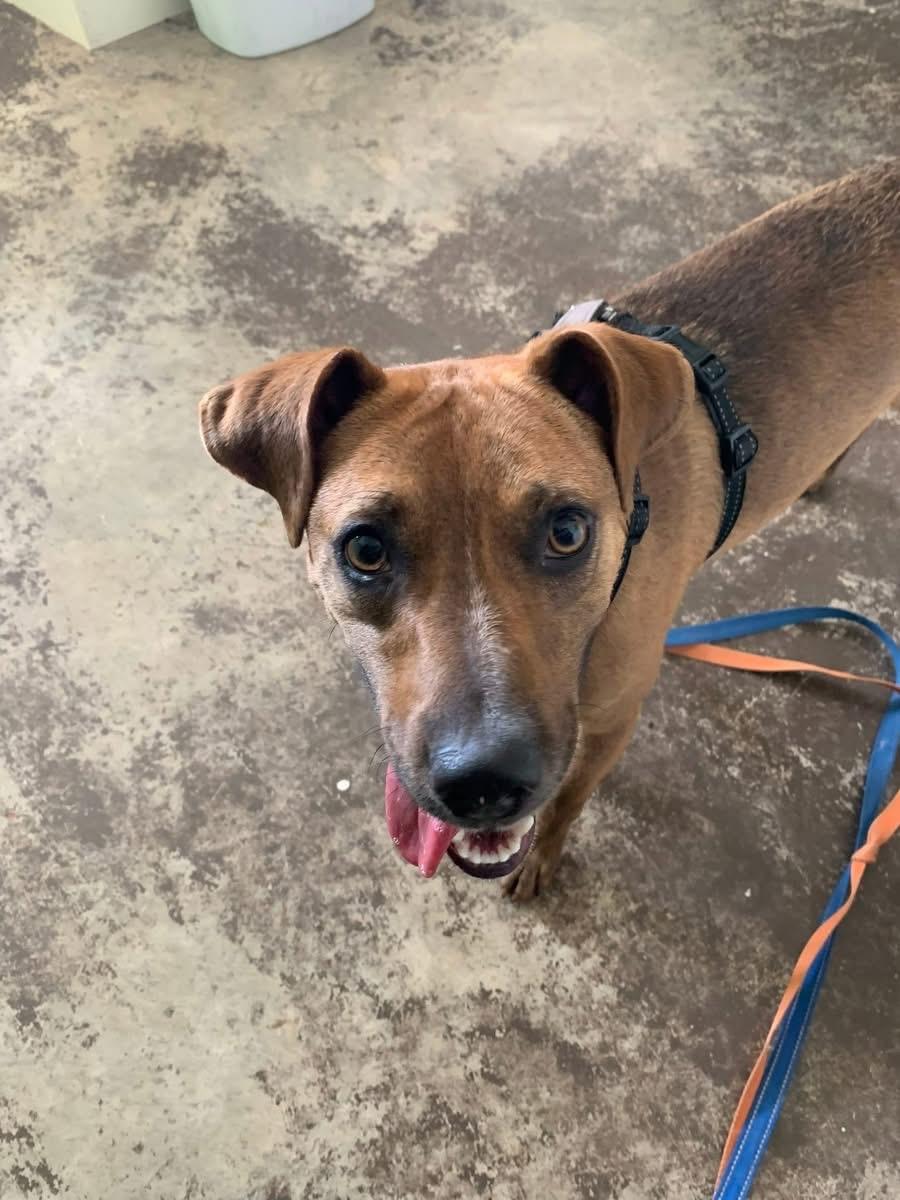 Enlarge Dash, a Adoptable mixed breed in Prairie Grove, AR image 3/5