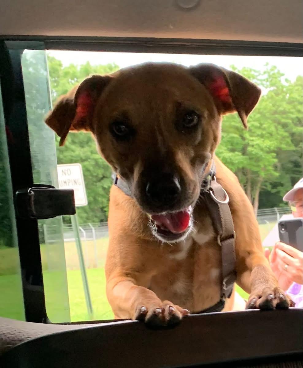 Enlarge Dash, a Adoptable mixed breed in Prairie Grove, AR image 4/5