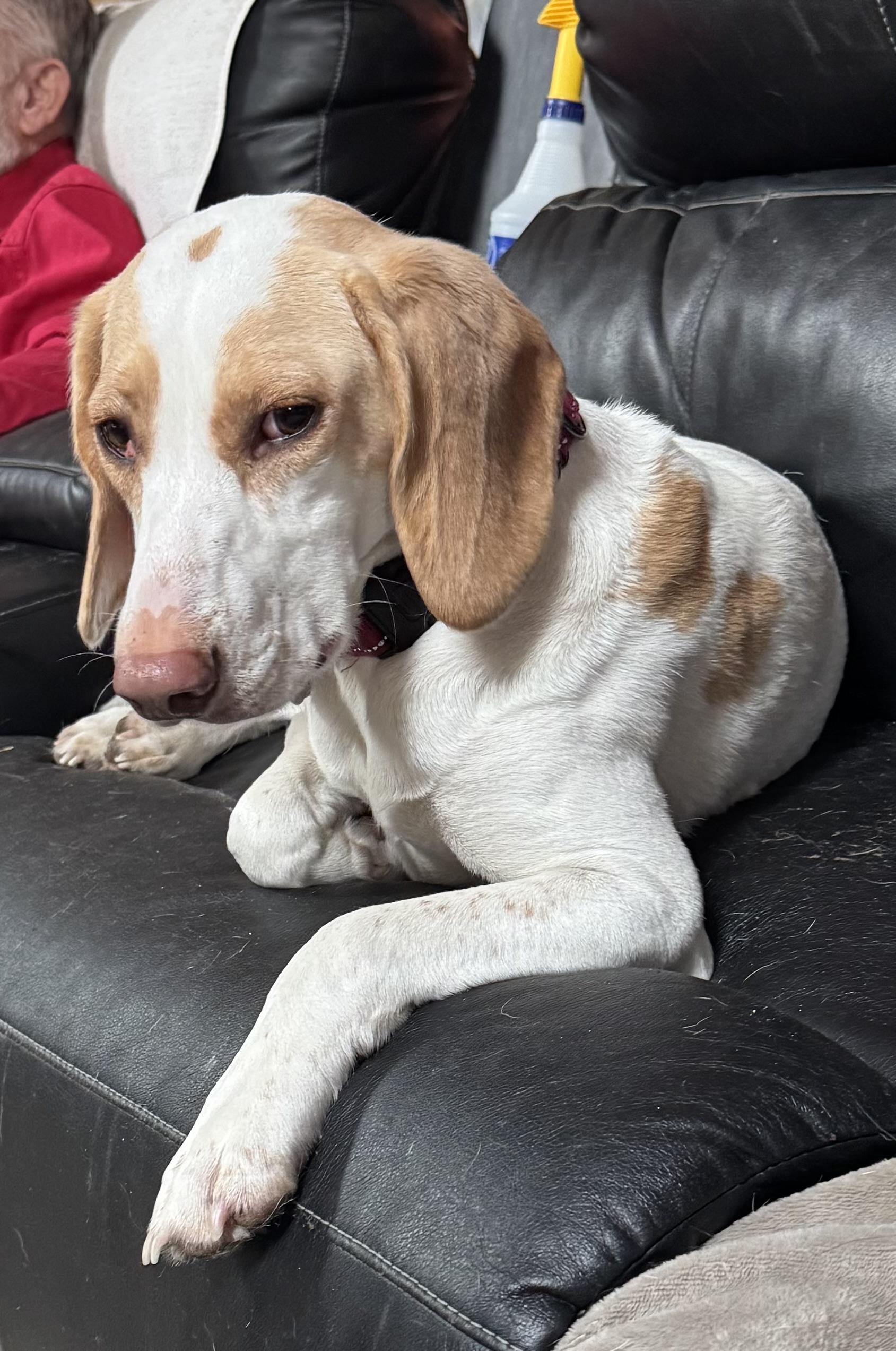 Enlarge Butterscotch, a ADOPTABLE Treeing Walker Coonhound in Grandy, NC image 4/4