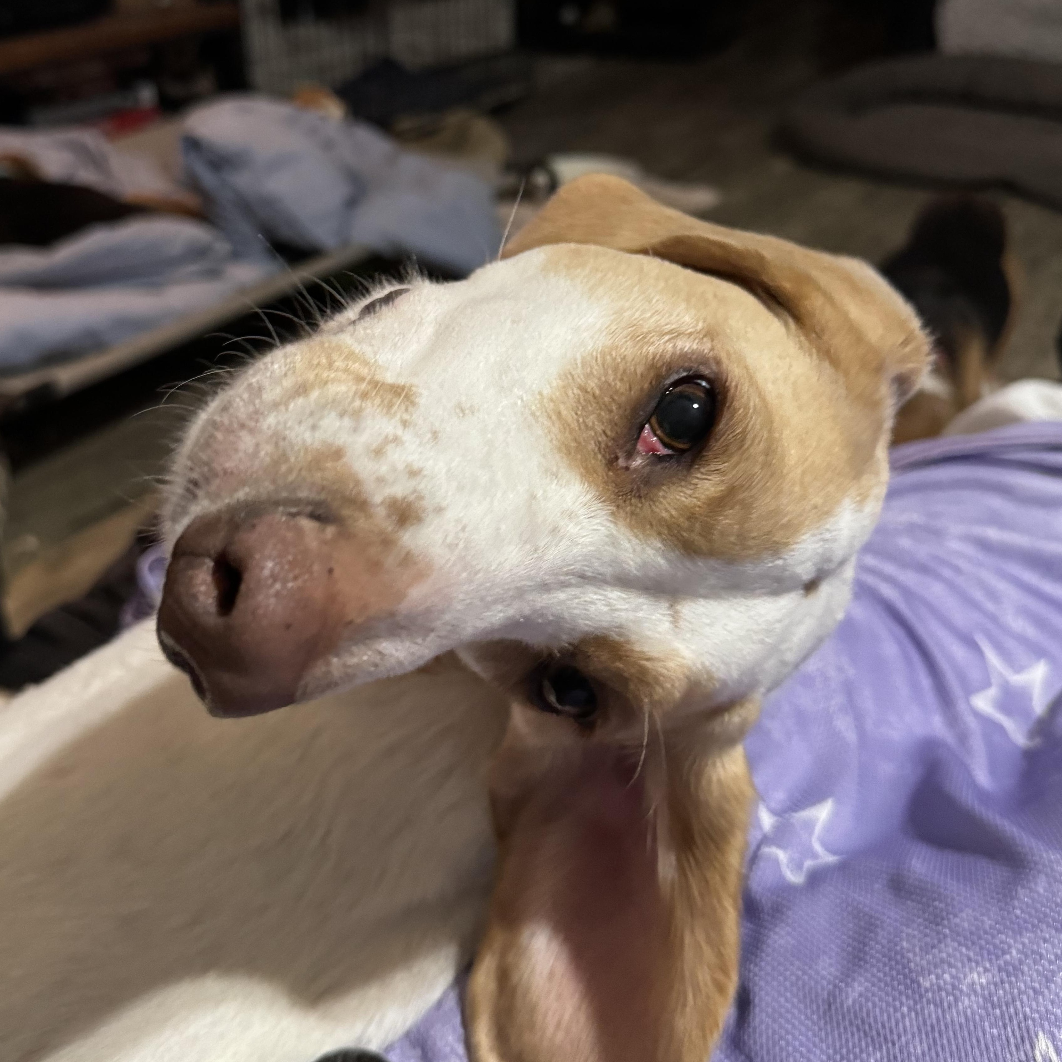 Enlarge Butterscotch, a ADOPTABLE Treeing Walker Coonhound in Grandy, NC image 2/4