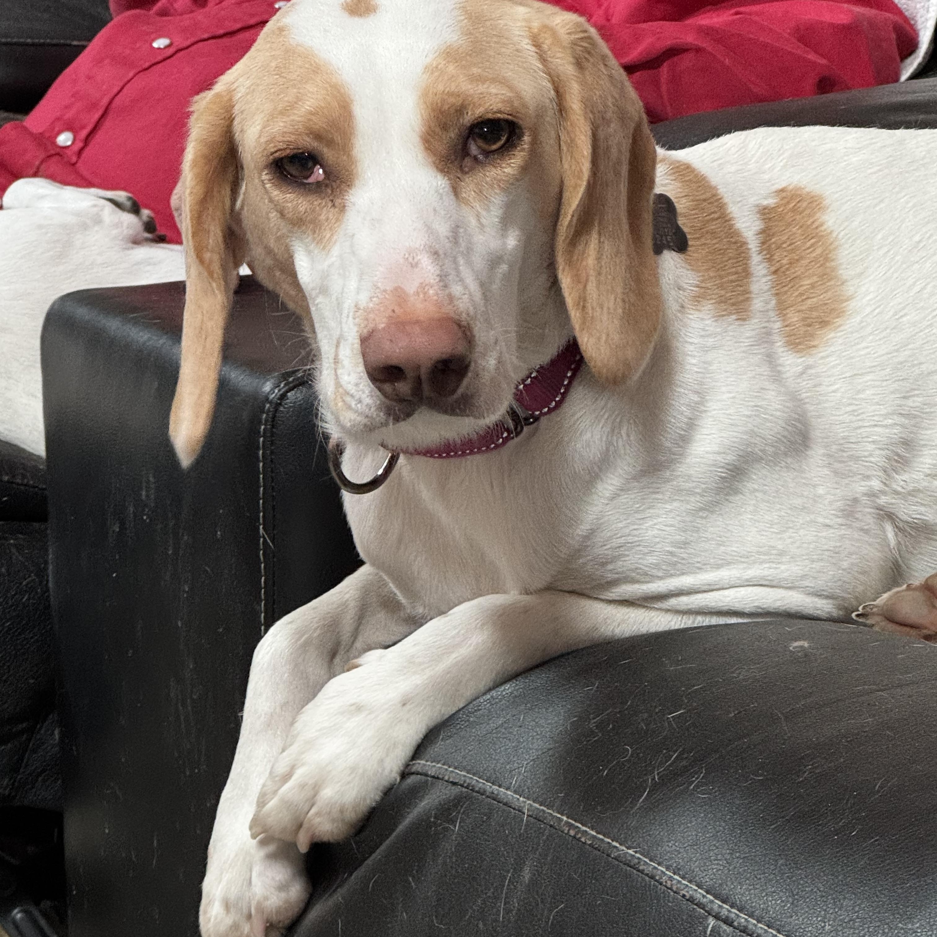 Enlarge Butterscotch, a ADOPTABLE Treeing Walker Coonhound in Grandy, NC image 3/4