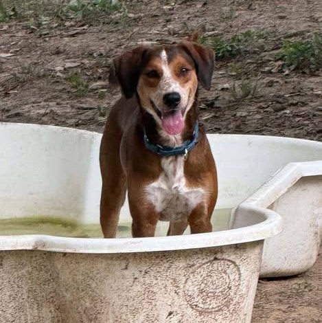 Enlarge Milo, a Adoptable mixed breed in Spring Hill, TN image 1/3