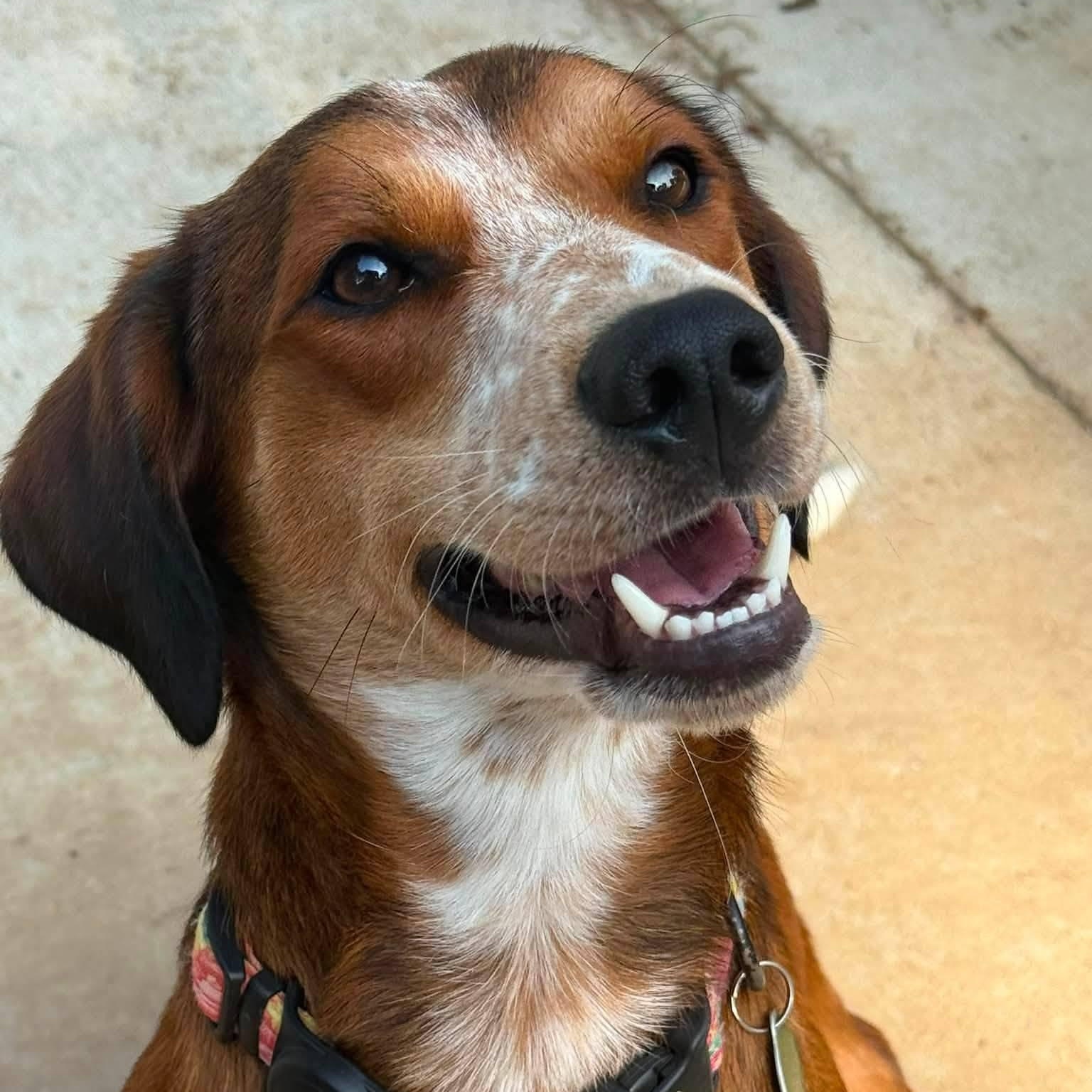 Enlarge Milo, a Adoptable mixed breed in Spring Hill, TN image 2/3