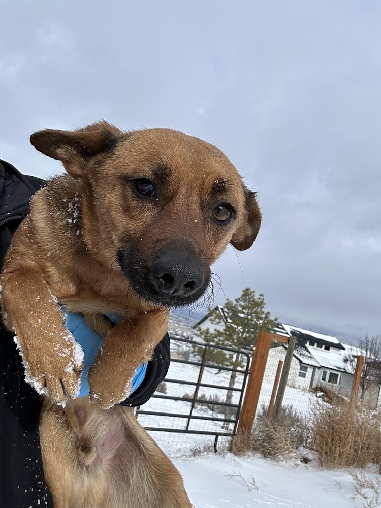 Enlarge Crue, a Adoptable mixed breed in Herriman, UT image 1/4