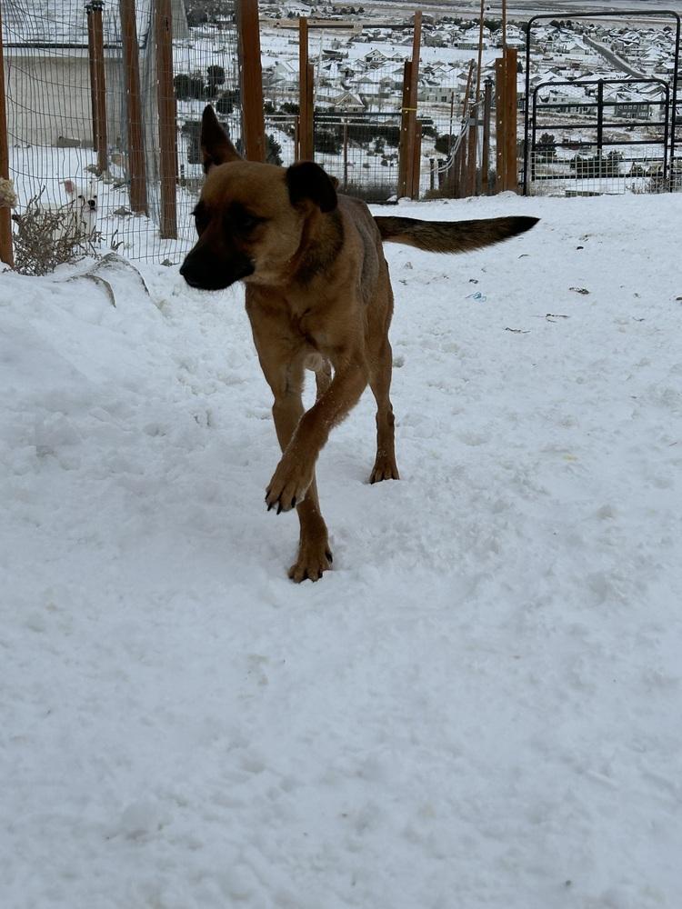 Enlarge Crue, a Adoptable mixed breed in Herriman, UT image 2/4