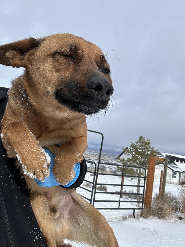 Enlarge Crue, a Adoptable mixed breed in Herriman, UT image 4/4
