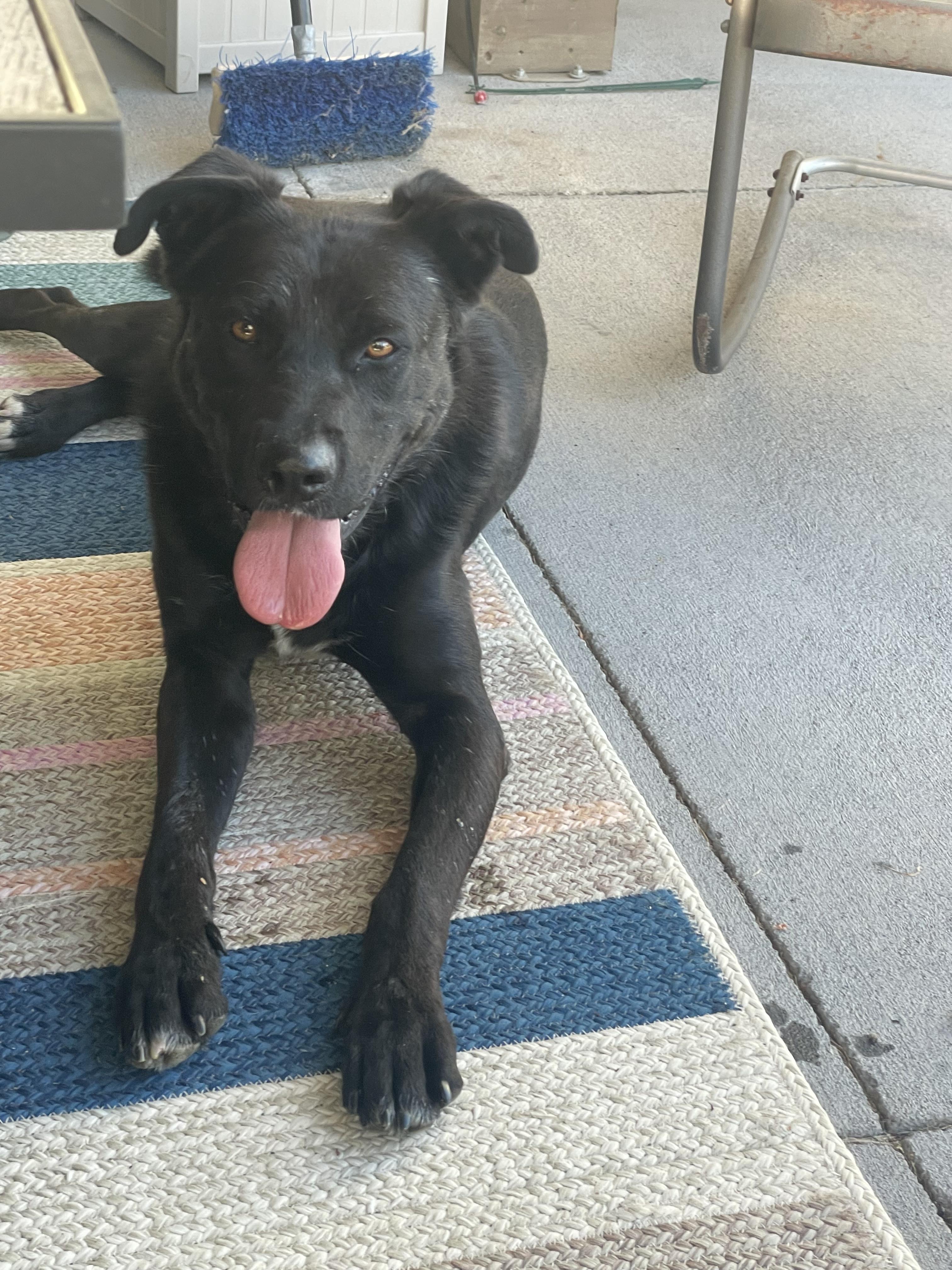 Adopt Myles Dog for adoption