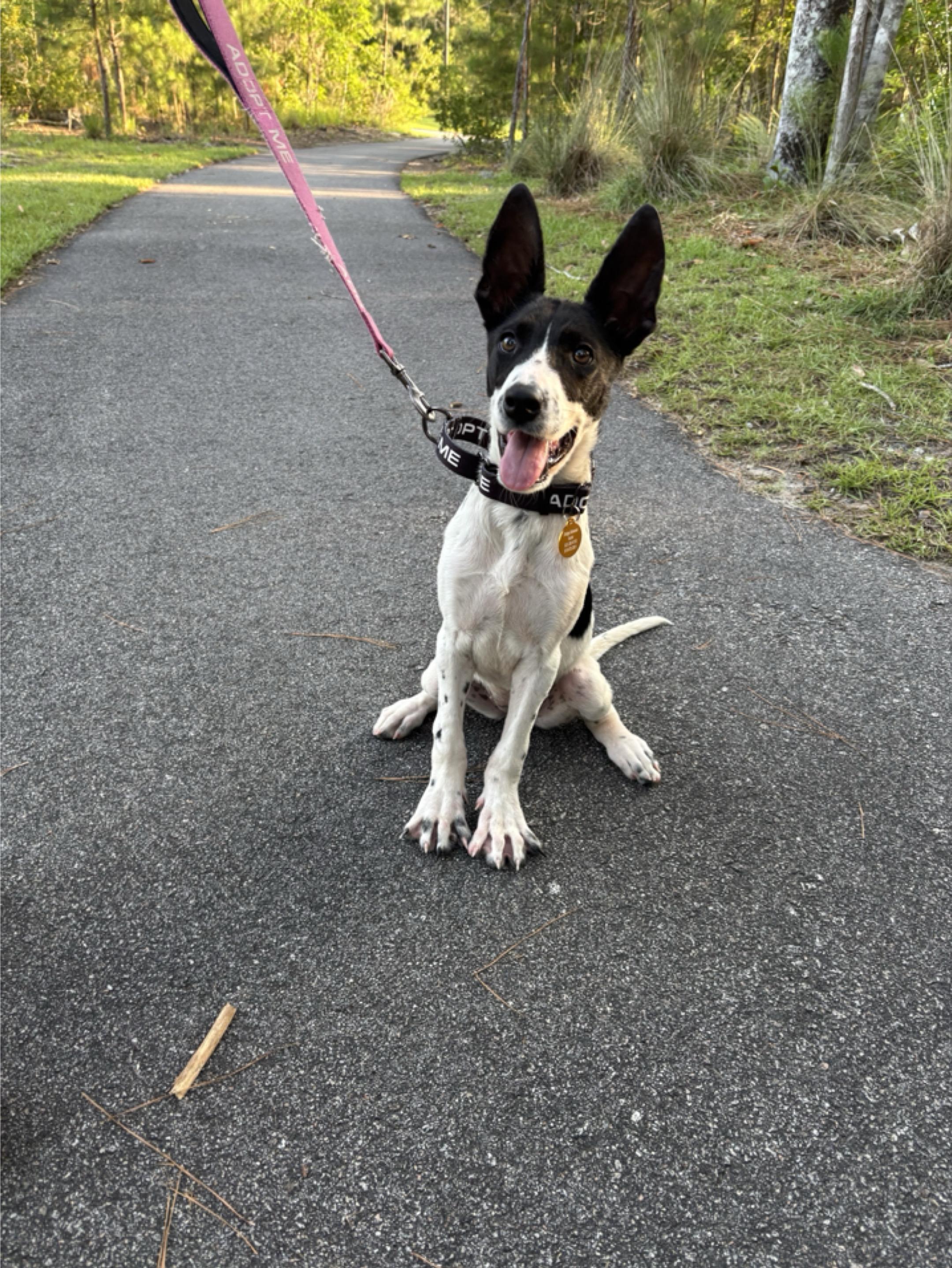 Enlarge Kate Kane, a Adopted mixed breed in charleston, SC image 3/6