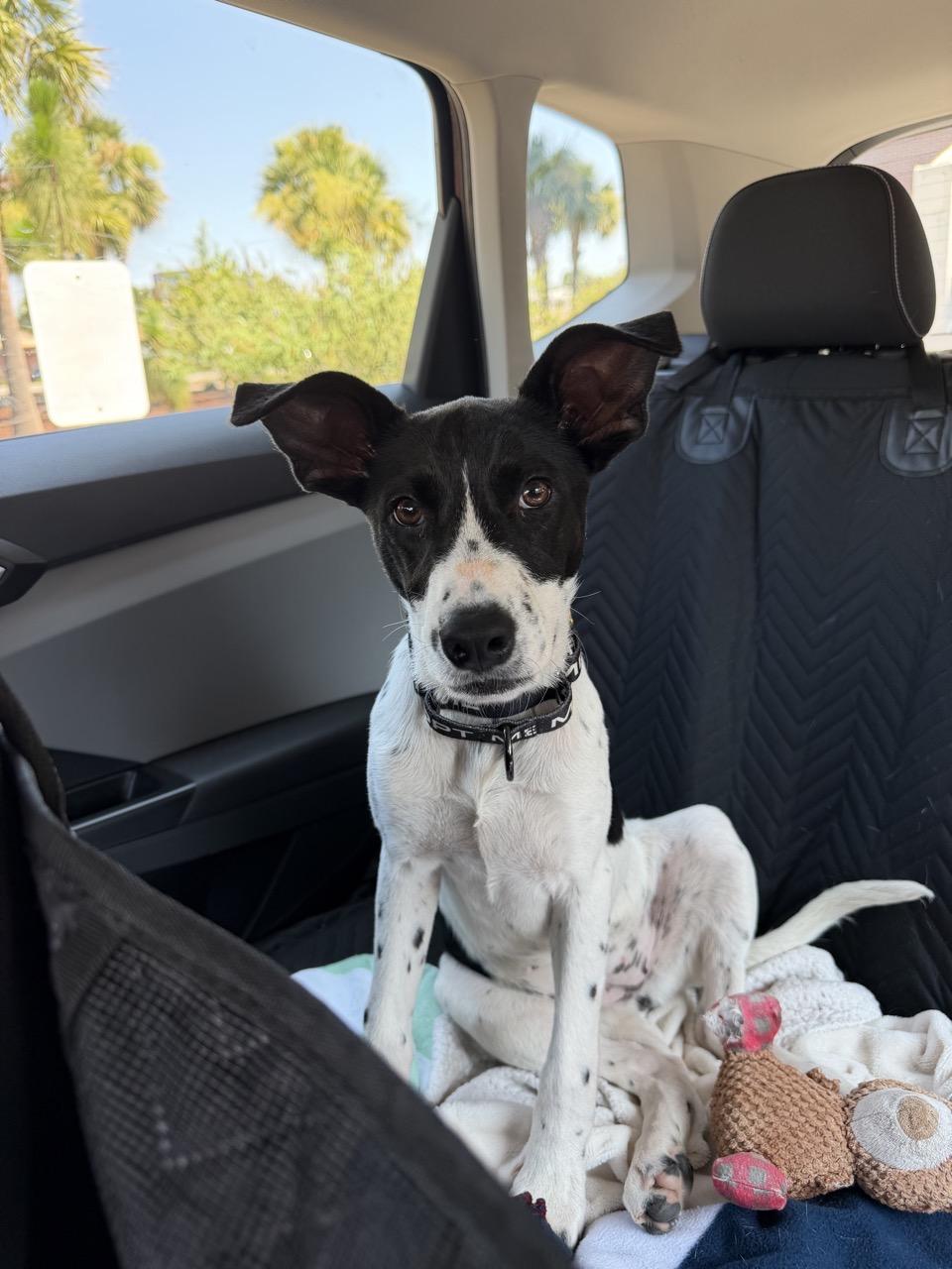 Enlarge Kate Kane, a Adopted mixed breed in charleston, SC image 4/6