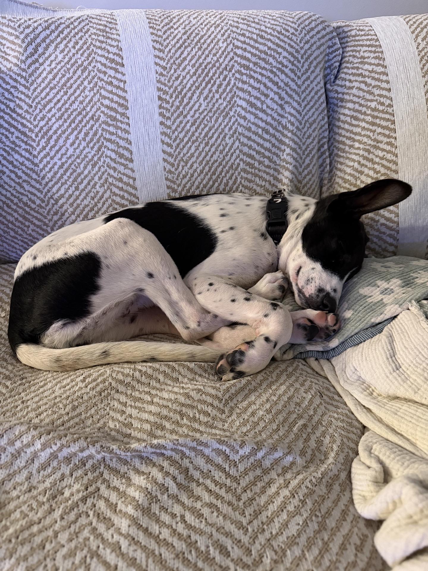 Enlarge Kate Kane, a Adopted mixed breed in charleston, SC image 2/6