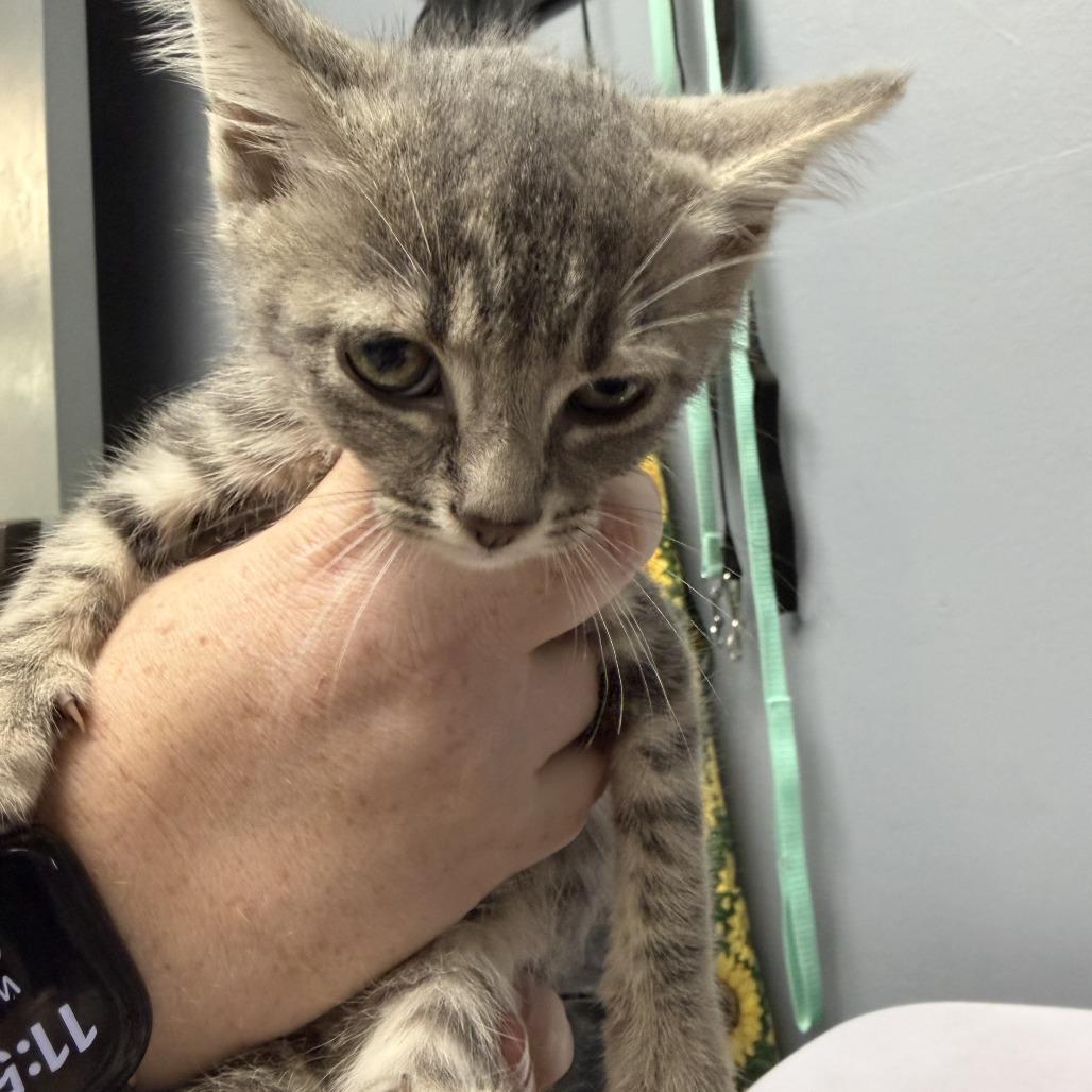 Tanqueray, Adoptable, Kitten Female Domestic Short Hair.