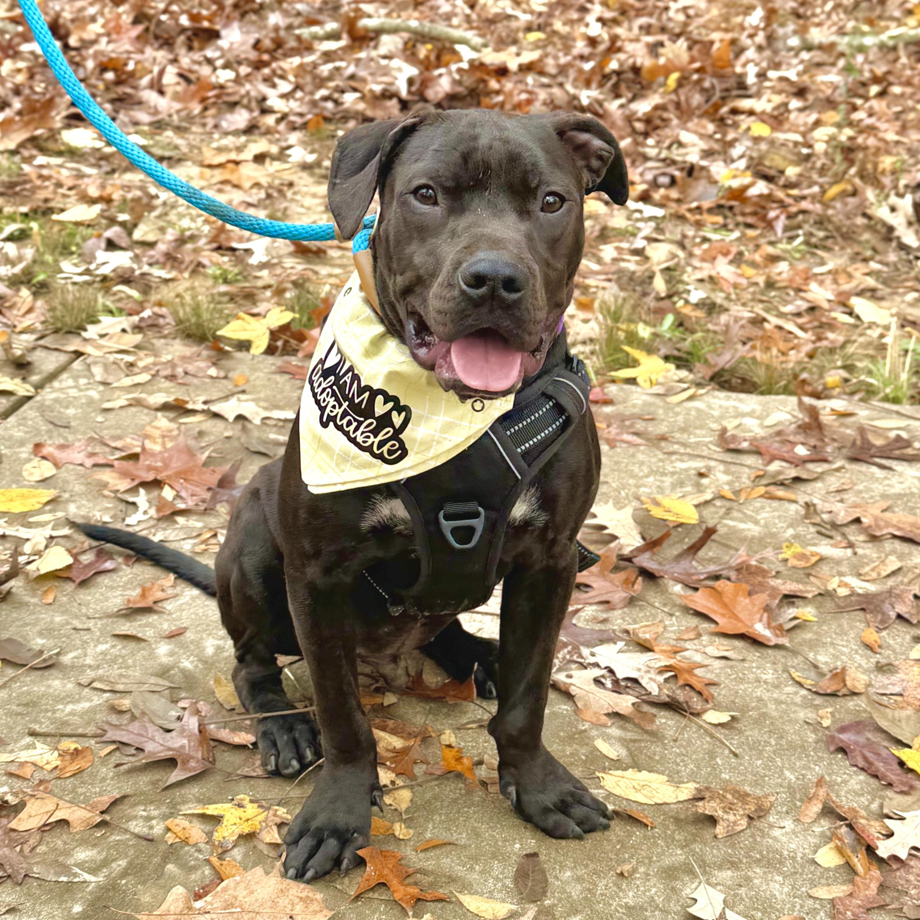 Enlarge Blueberry, an adopted Mixed Breed in Hernando, MS image 4/6