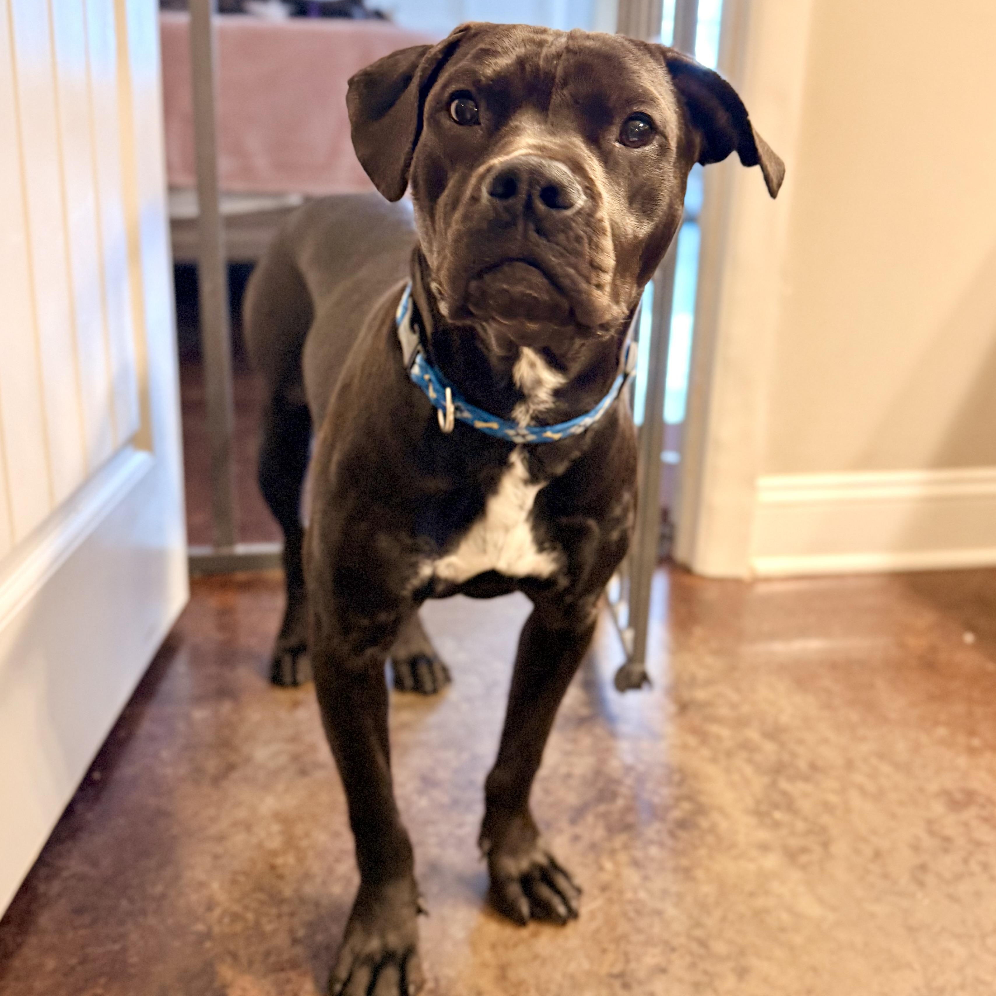 Enlarge Blueberry, an adopted Mixed Breed in Hernando, MS image 2/6