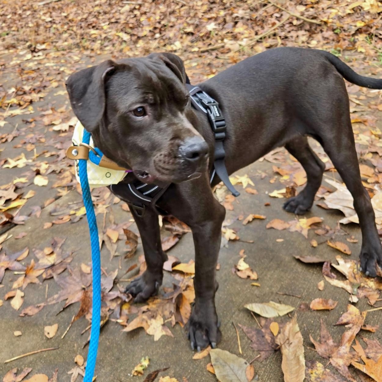Enlarge Blueberry, an adopted Mixed Breed in Hernando, MS image 1/6