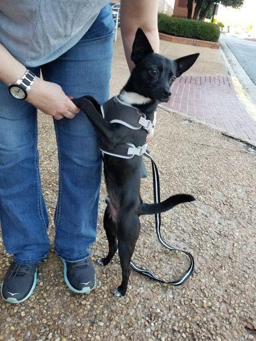 Batman, a Adoptable mixed breed in Powder Springs, GA image 2/2