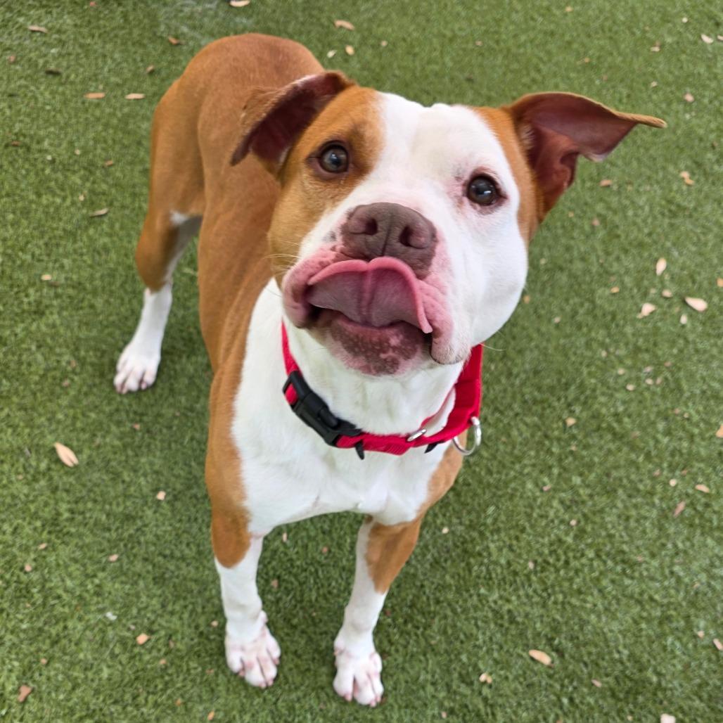Marcus, Adoptable, Adult Male Mixed Breed.