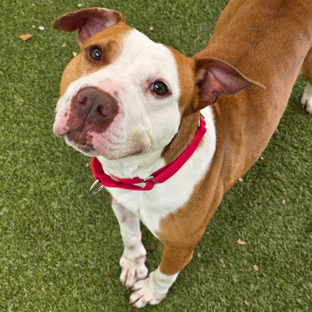 Marcus, a Adoptable Mixed Breed in Titusville, FL image 2/3