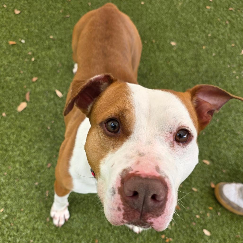 Marcus, a Adoptable Mixed Breed in Titusville, FL image 3/3