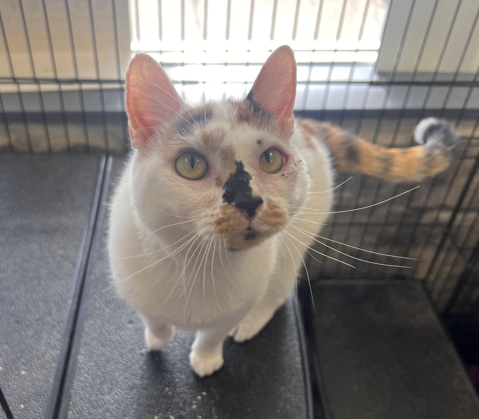 Enlarge Hazel- Must Apply in Person !, a Adoptable mixed breed in Georgetown, KY image 1/3