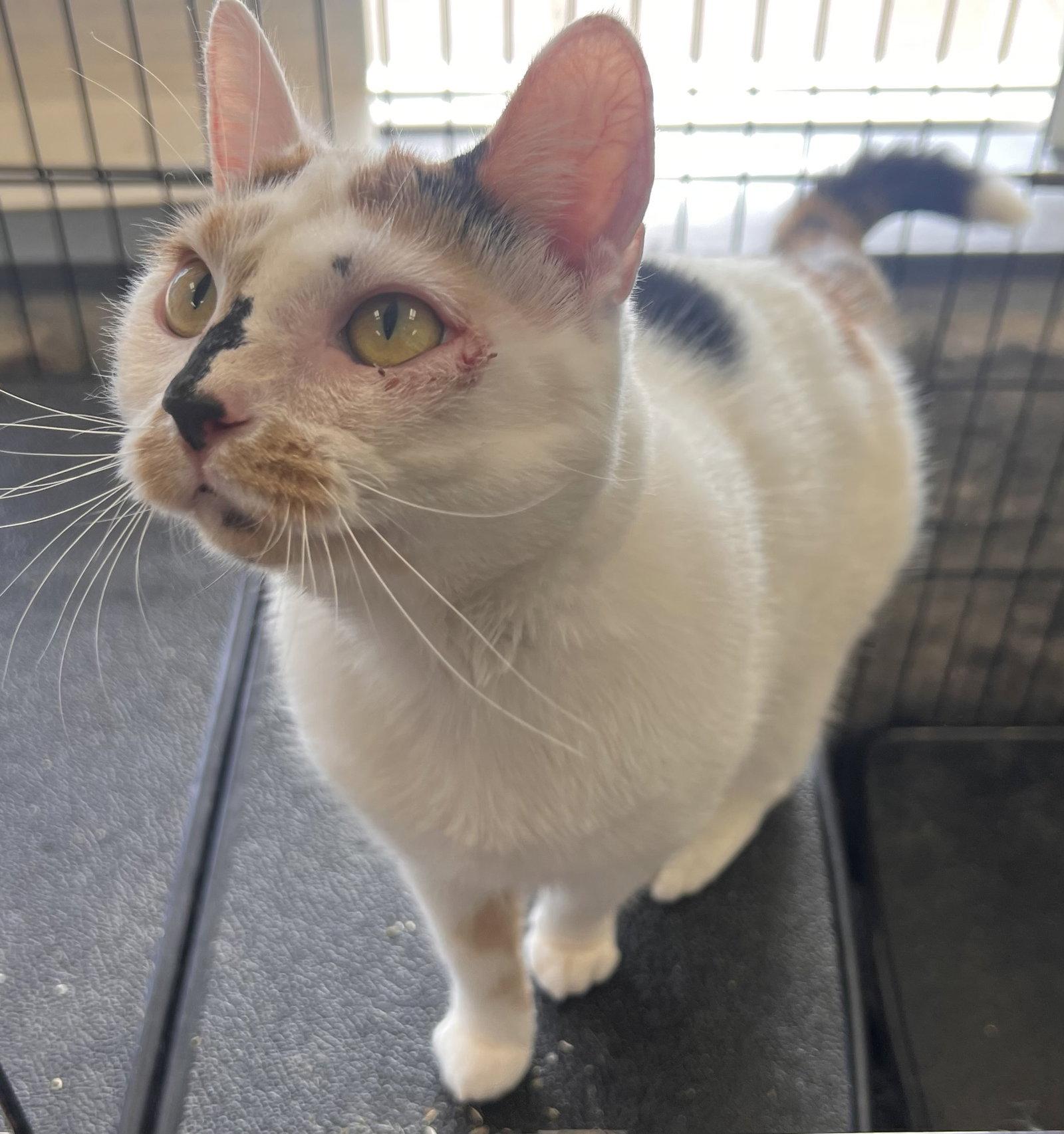 Enlarge Hazel- Must Apply in Person !, a Adoptable mixed breed in Georgetown, KY image 2/3