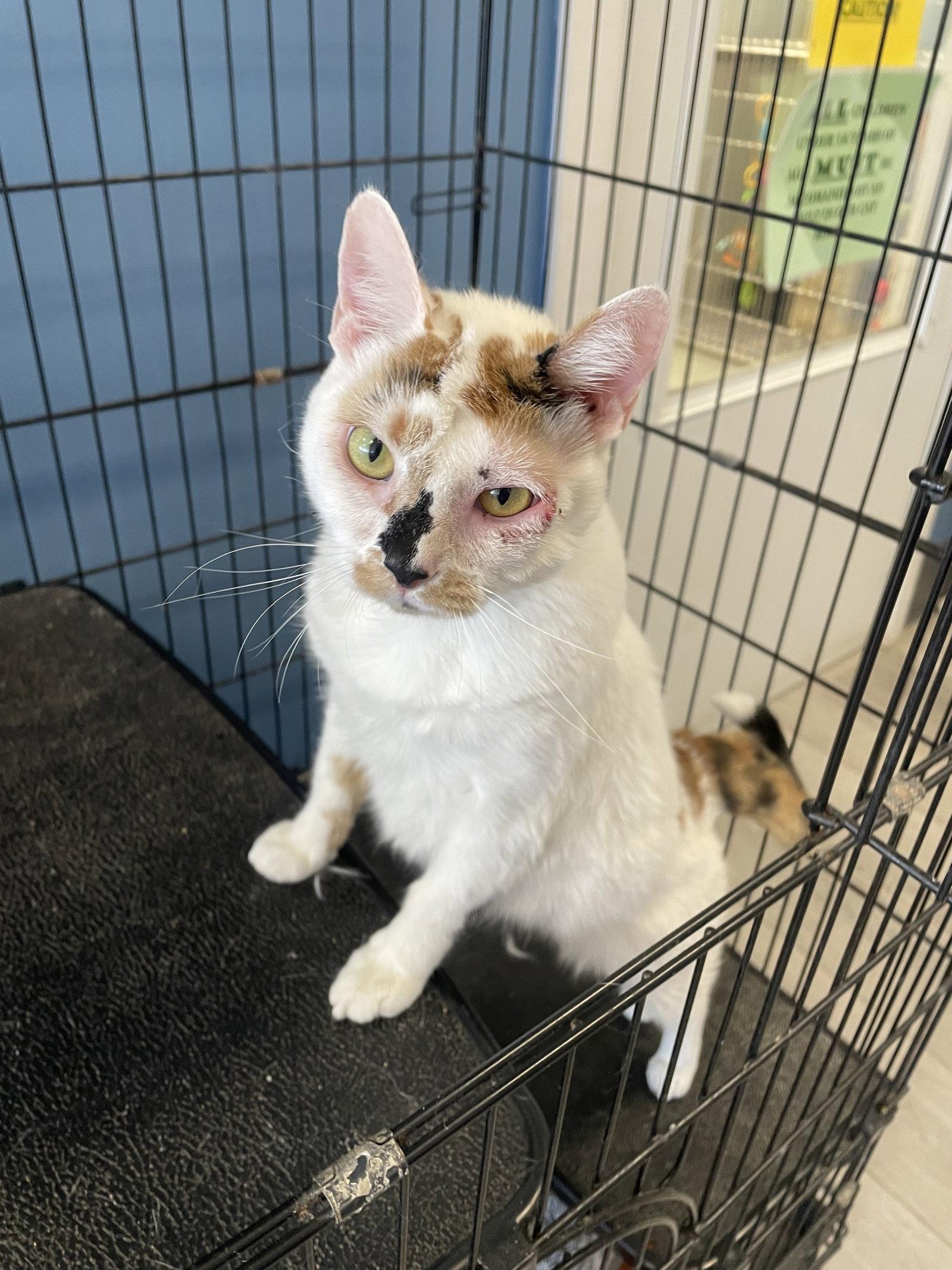 Enlarge Hazel- Must Apply in Person !, a Adoptable mixed breed in Georgetown, KY image 3/3