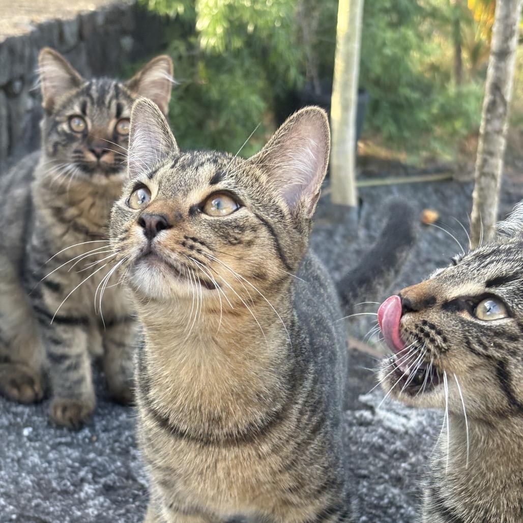 Moose, Adoptable, Young Male Domestic Short Hair.