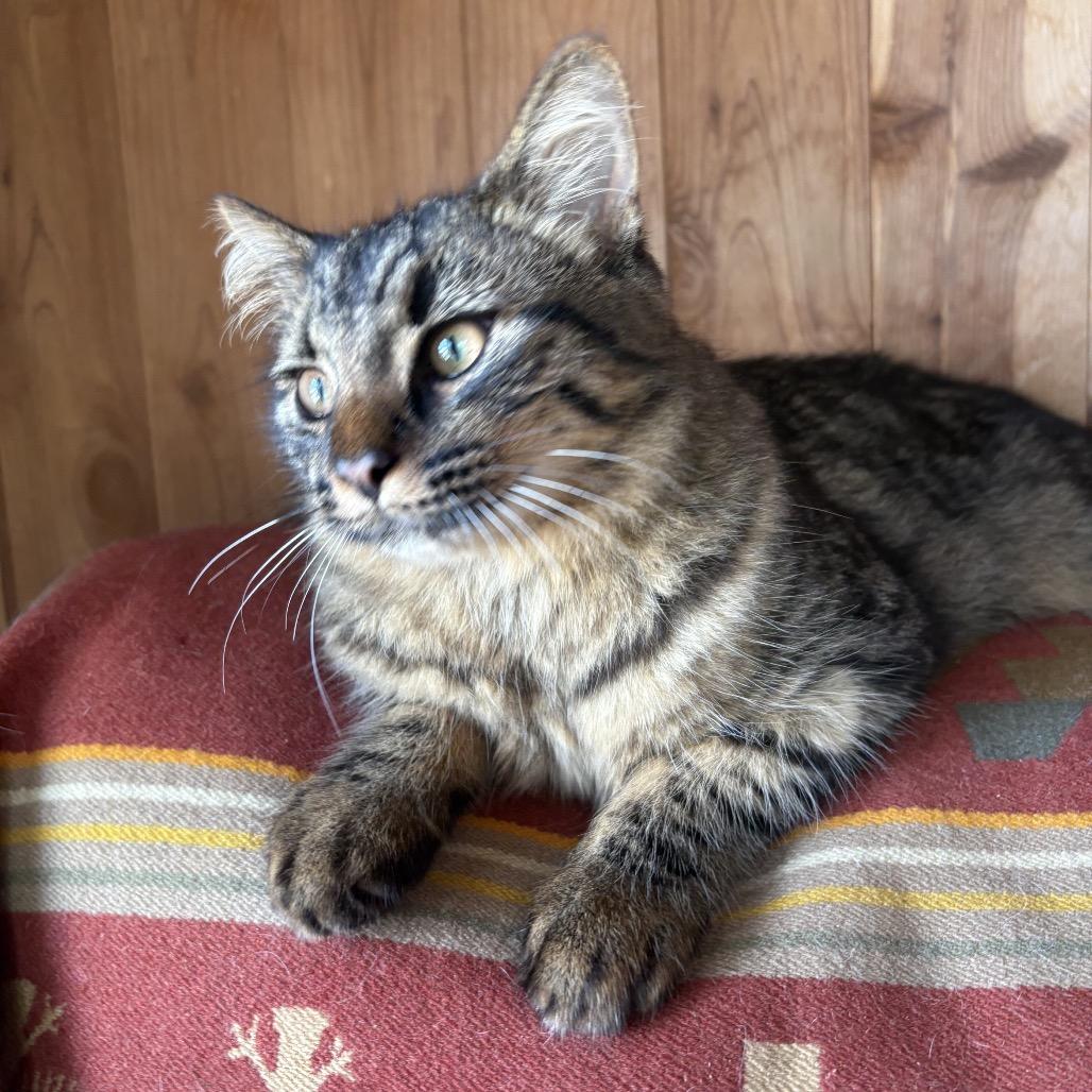 Enlarge Moose, a Adoptable Domestic Short Hair in Pahoa, HI image 2/4