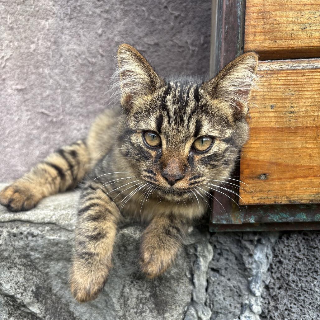 Enlarge Moose, a Adoptable Domestic Short Hair in Pahoa, HI image 3/4
